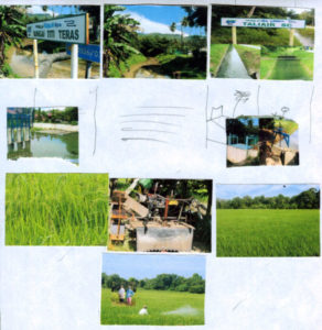 Fig. 13: Photo assemblage showing paddy cycle.
Source: Arts-ED